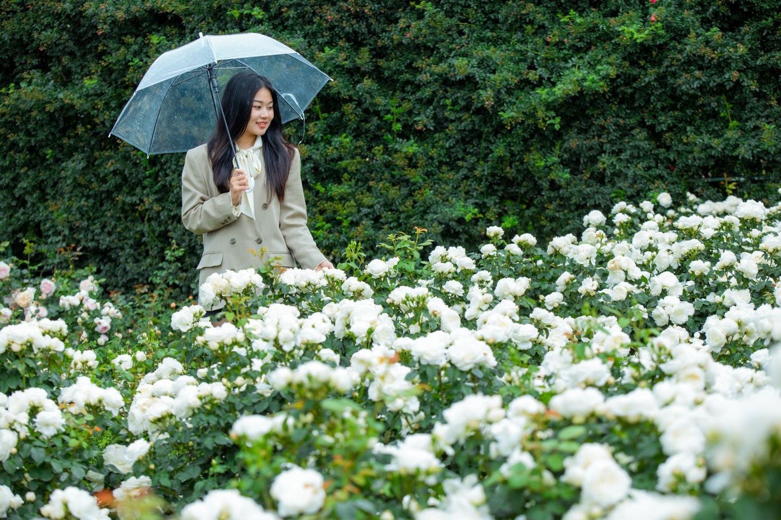 Fansipan: Địa điểm ngắm hoa hồng đẹp nhất miền Bắc 
 - 4